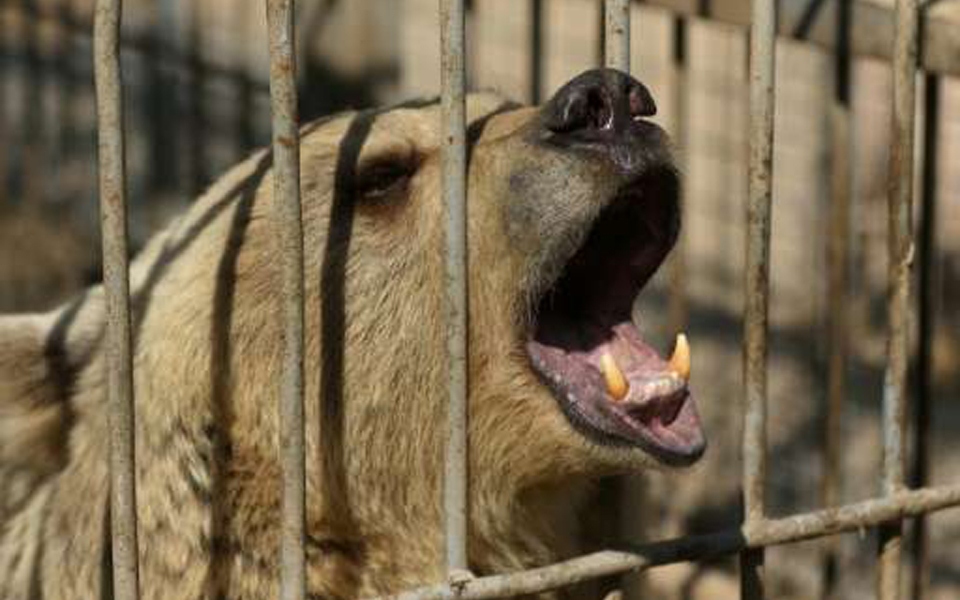 καλύτερη-ζωή-για-τον-σίμπα-και-τη-λούλα-2185018
