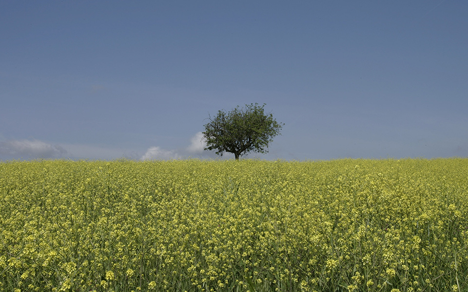 κάθε-πάσχα-είναι-διαφορετικό-2185279