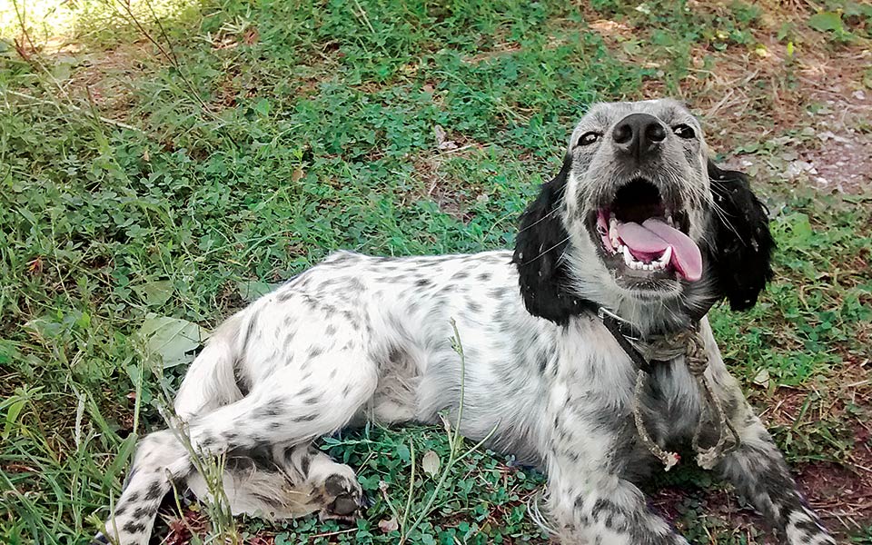 τι-σκύλο-να-πάρω-2185318