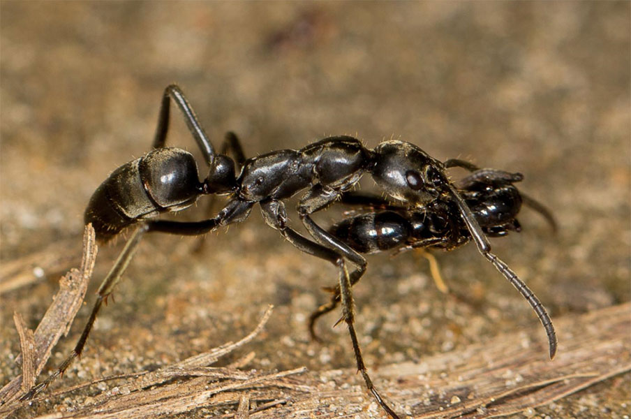 eρευνα-τα-μυρμήγκια-μεταφέρουν-τους-τ-2185144