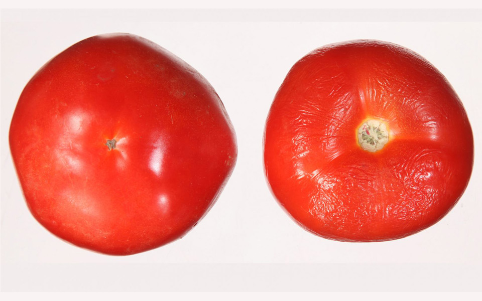 γιατί-δεν-χαλάνε-οι-ντομάτες-2186228