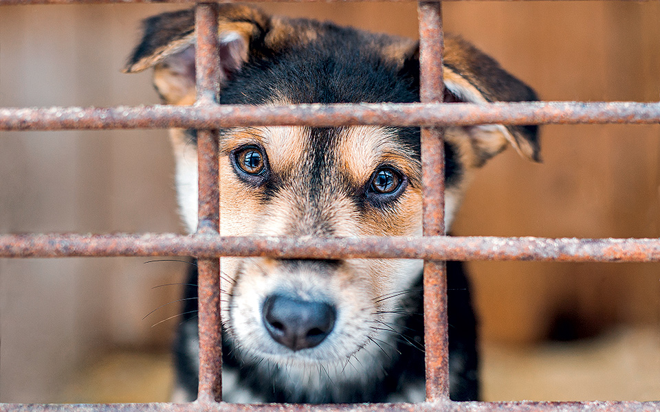 το-πραγματικό-καθήκον-του-φιλόζωου-2185311