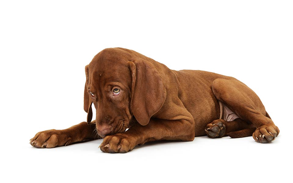 οι-αρετές-των-σκύλων-2185316