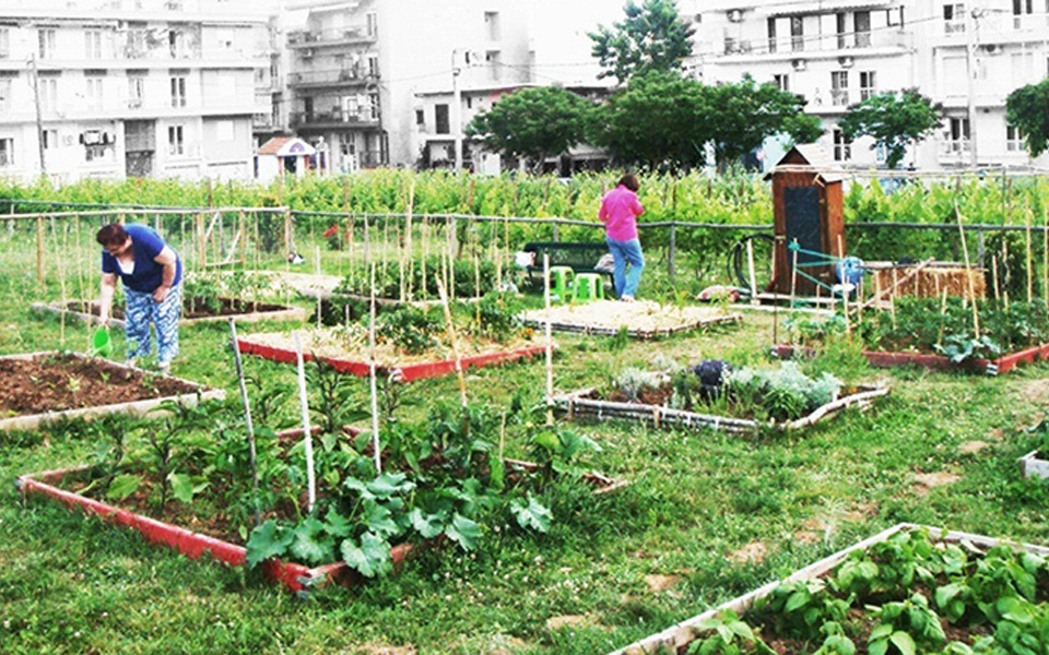 aγριόσκορδα-στη-σταδίου-2184017