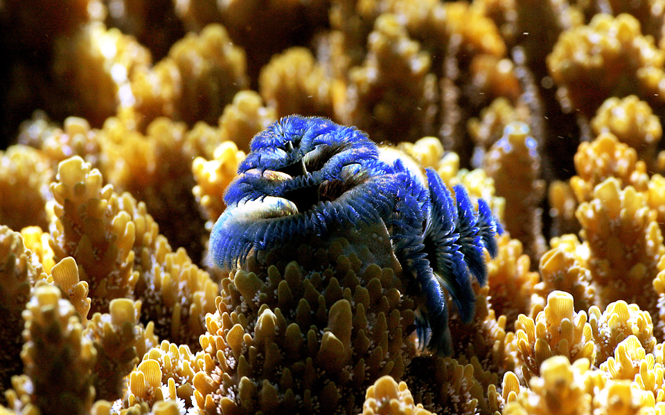 σε-μεγάλο-κίνδυνο-τα-κοράλλια-της-μεσο-2188692