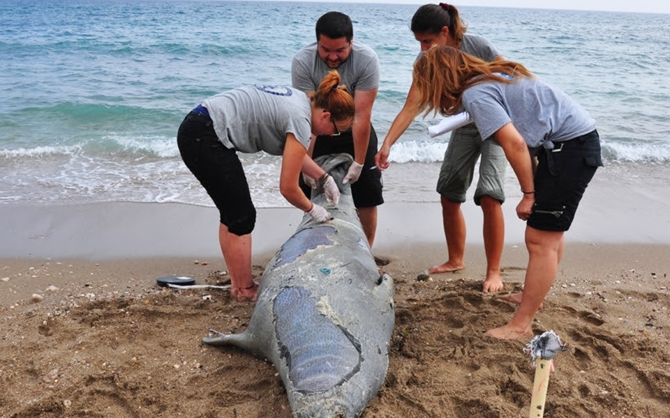 ειδεχθές-έγκλημα-κατά-μεσογειακής-φώ-2191521