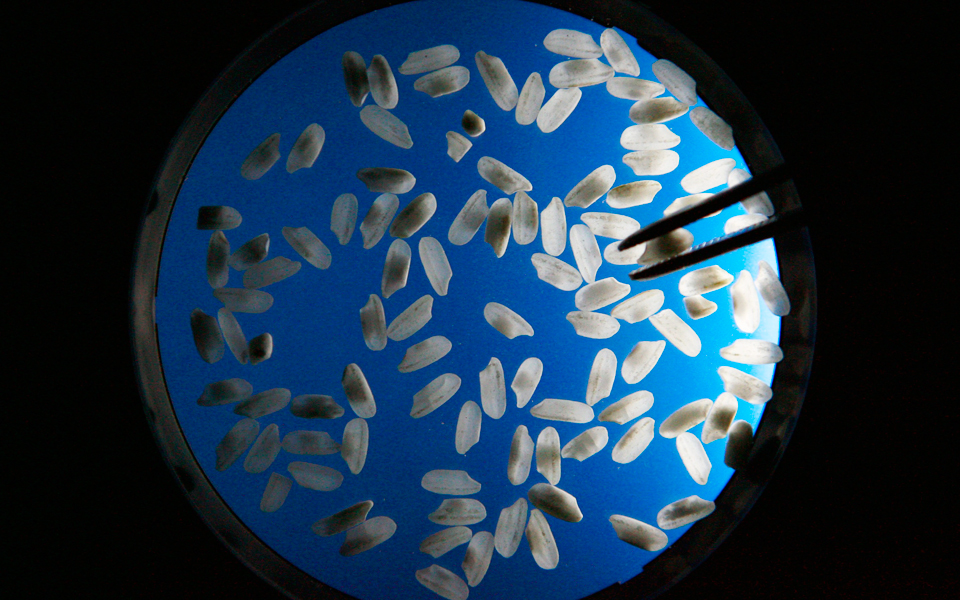 πριν-από-9-400-χρόνια-καλλιεργούσαν-ρύζι-σ-2192718