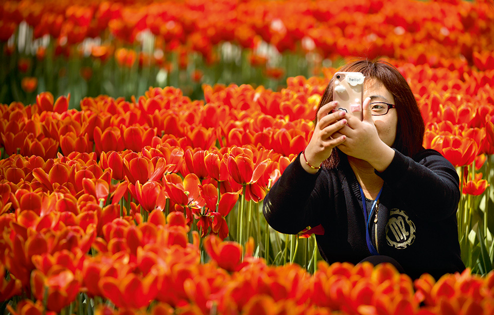 τουλίπες-made-in-china-2187846