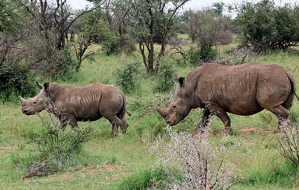 επιστροφή-στην-πατρίδα-2188367