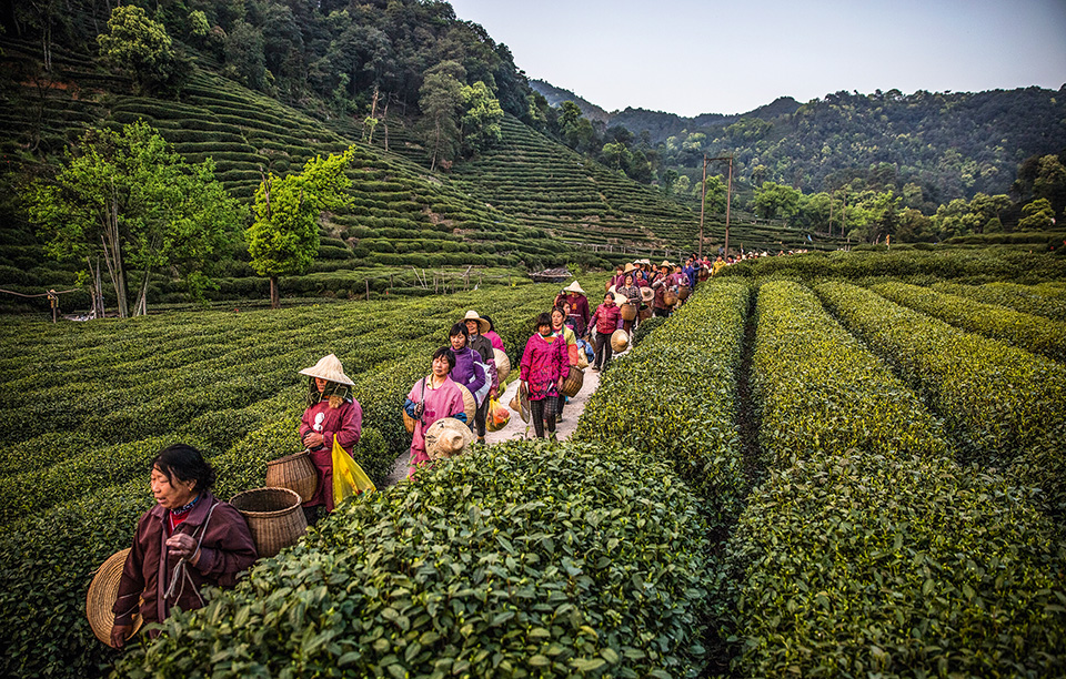 oι-δρόμοι-του-τσαγιού-2191790