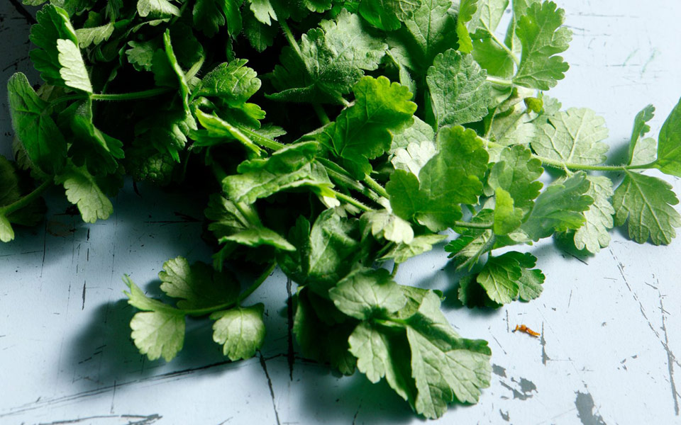 καυκαλήθρα-το-ντελικατέσεν-μυρωδικό-2189270