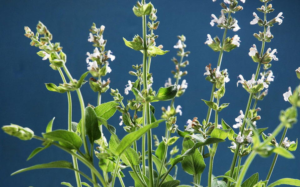 φασκόμηλο-με-μέτρο-2192367
