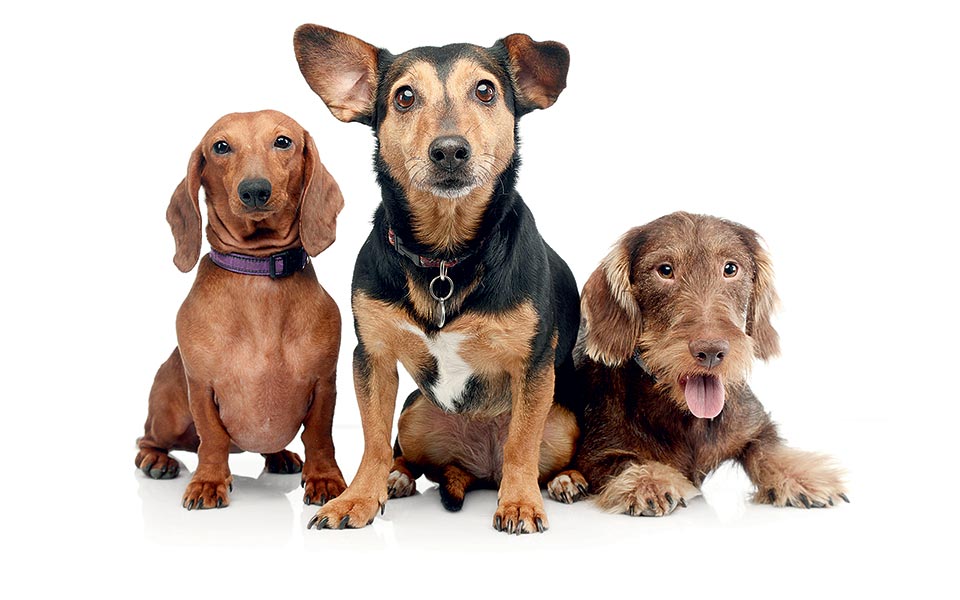 canis-familiaris-2189297