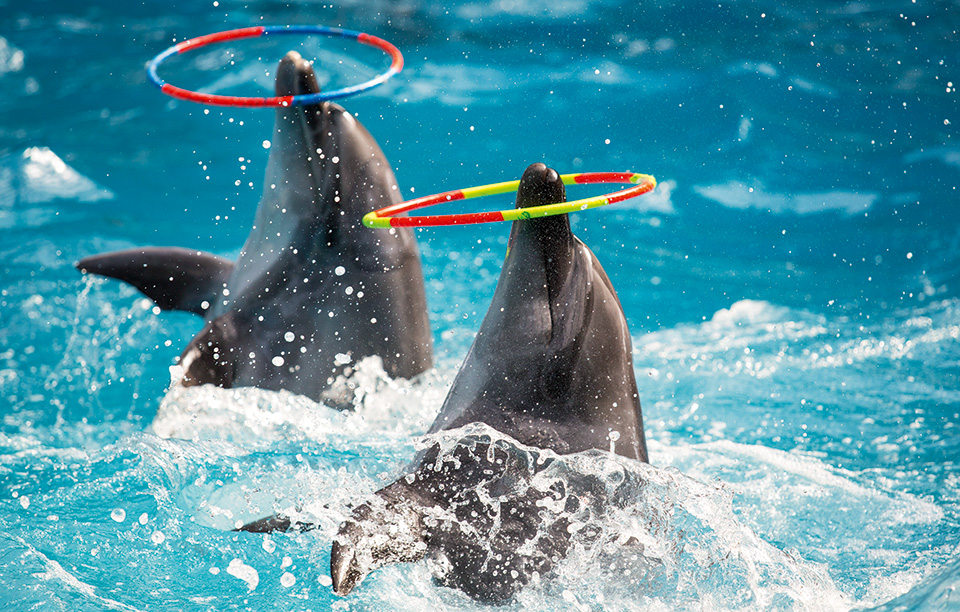 tα-δελφίνια-δεν-είναι-για-τα-δελφινάρια-2191943