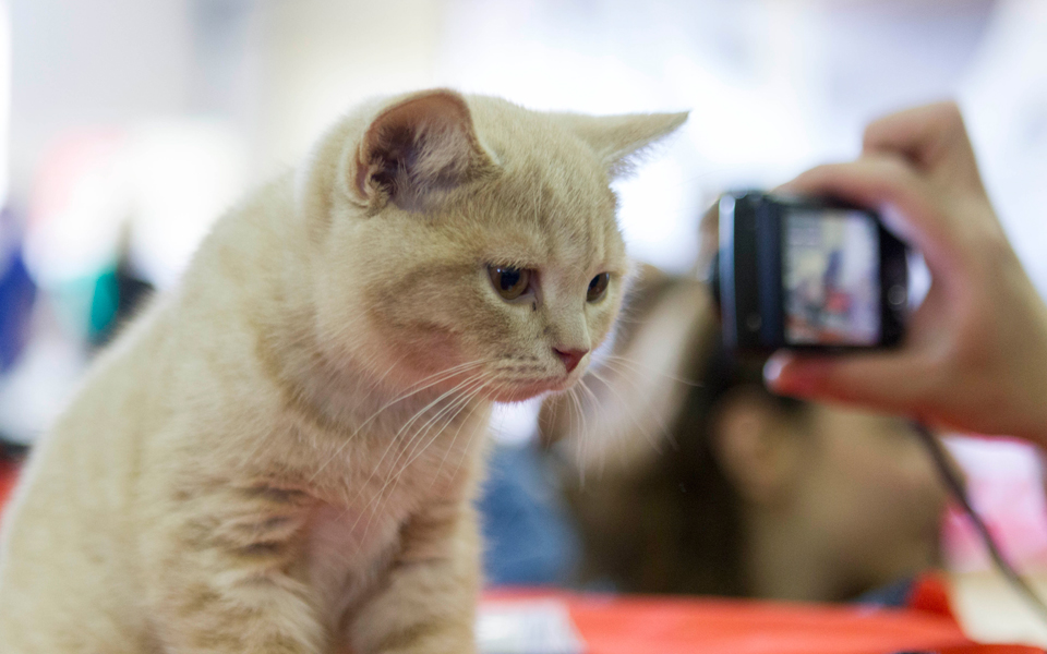 η-συντροφιά-των-ζώων-διέξοδος-στα-χρόν-2192935