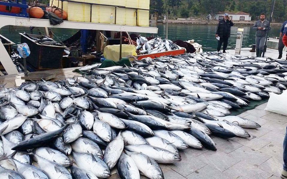 το-10-των-ψαριών-που-αλιεύονται-πετιούντ-2197042