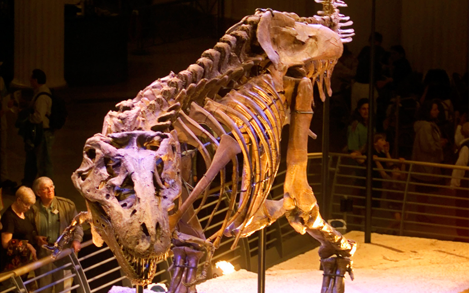 ο-τυραννόσαυρος-έχασε-σταδιακά-τα-φτε-2193897