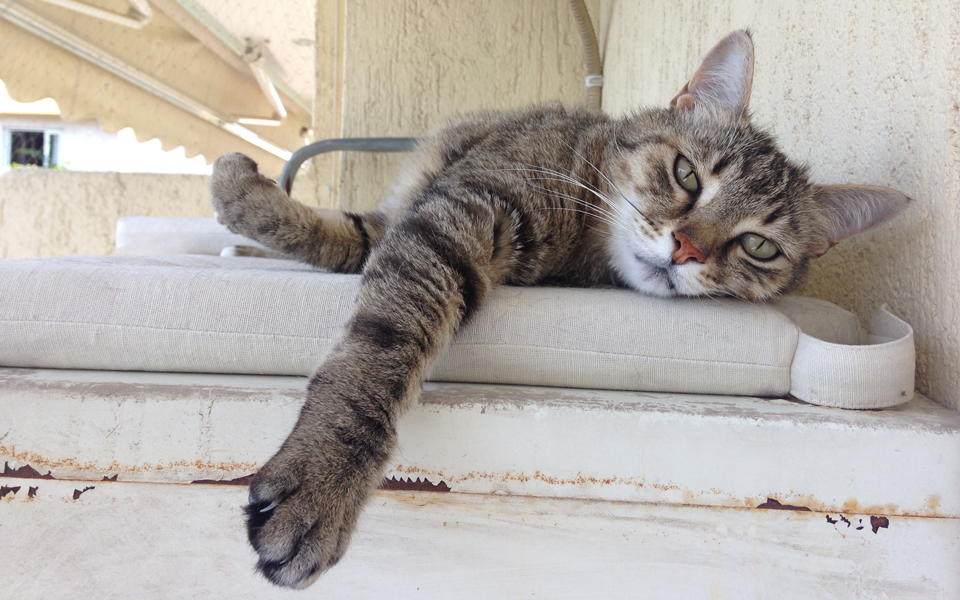 τόσα-χρόνια-γάτα-μου-2193001