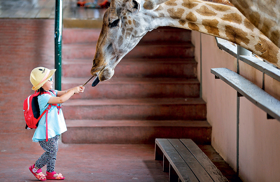 ποιος-θα-κεράσει-την-καμηλοπάρδαλη-2193054