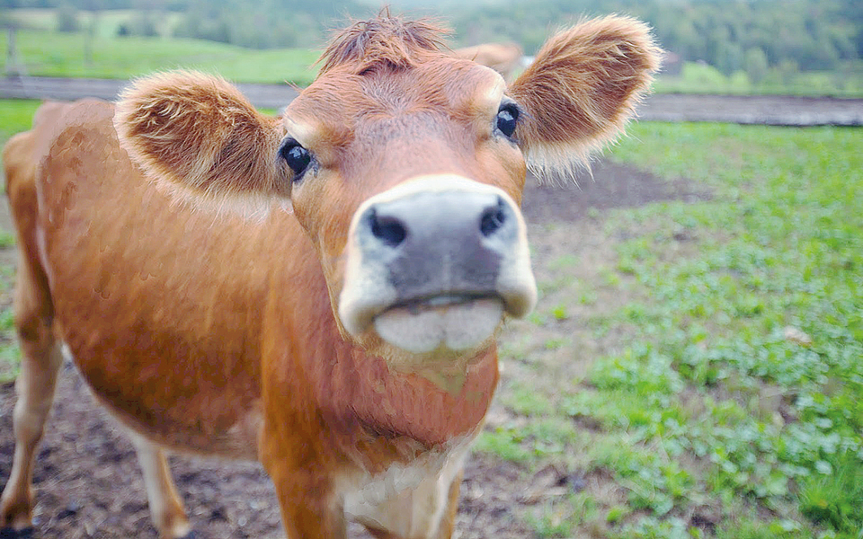 από-το-ψάρι-στο-κρέας-2195214