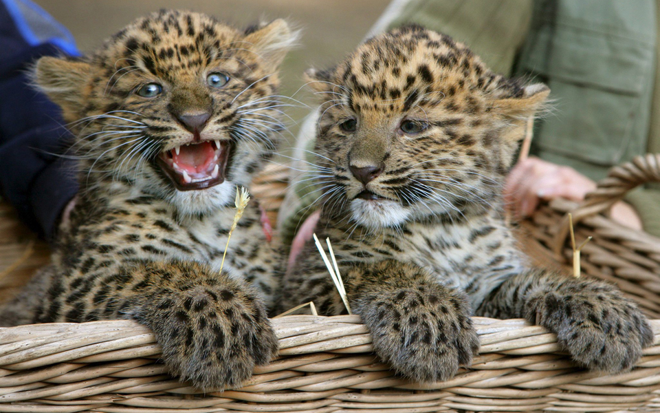 αγρια-πείνα-2192961