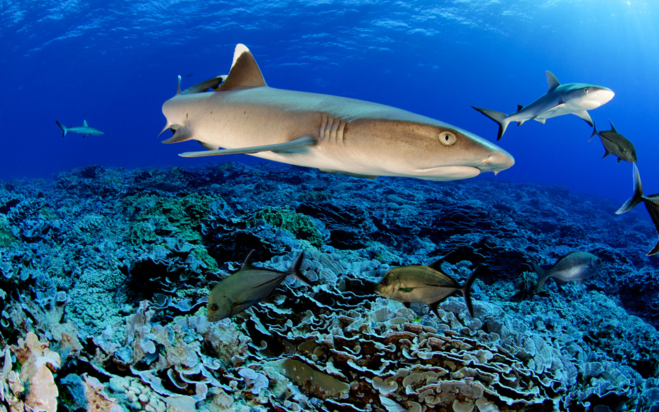 η-δέσμευση-της-blancpain-για-την-προστασία-των-2196002