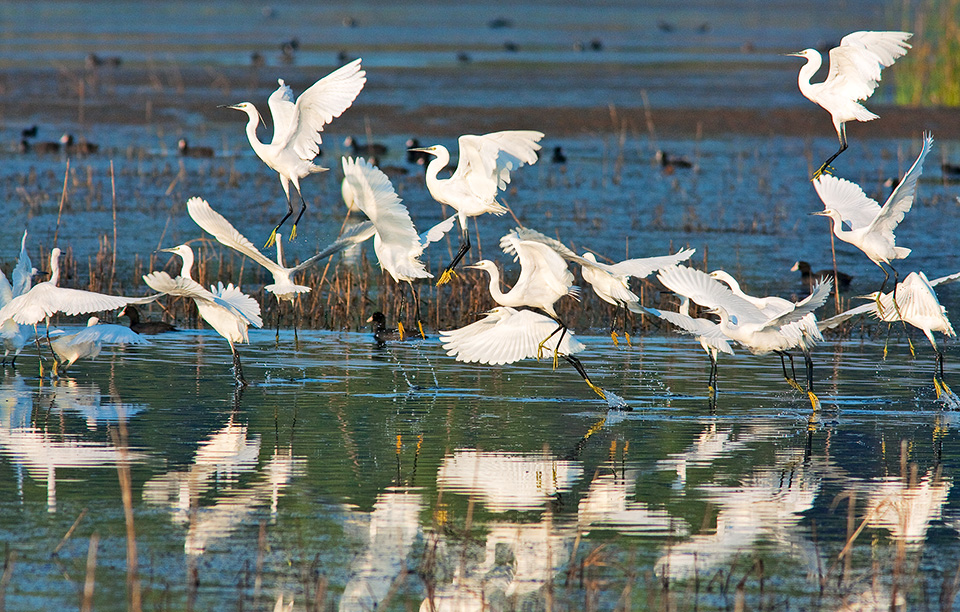 πράσινο-sani-resort-2193061