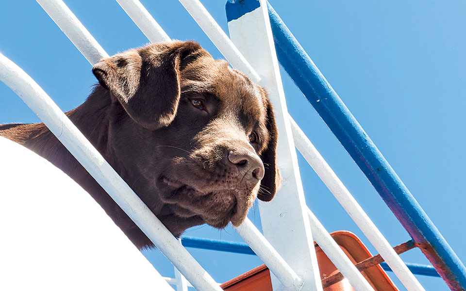 σκύλος-εν-πλω-2197558