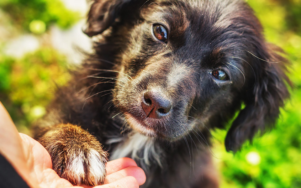 βρήκα-έναν-σκύλο-2196623