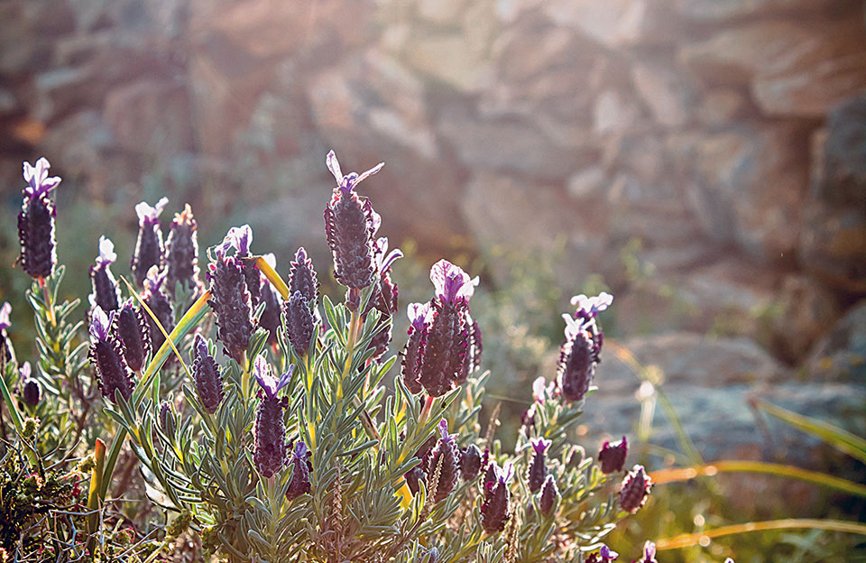 το-αιγαίο-στο-πιάτο-2195290
