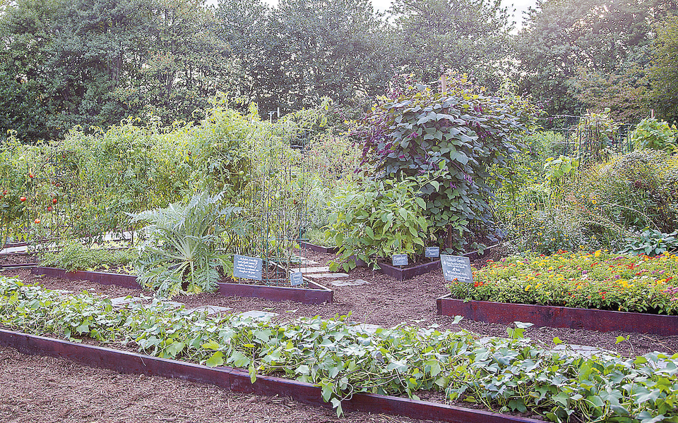 ο-λευκός-λαχανόκηπος-2198728