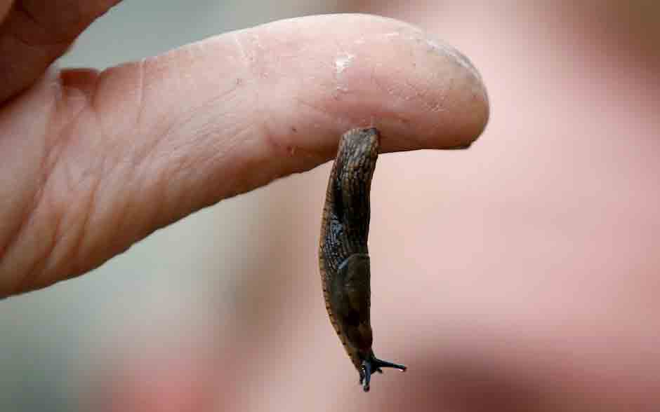 σαλιγκάρια-αντί-για-ράμματα-για-την-επ-2202337