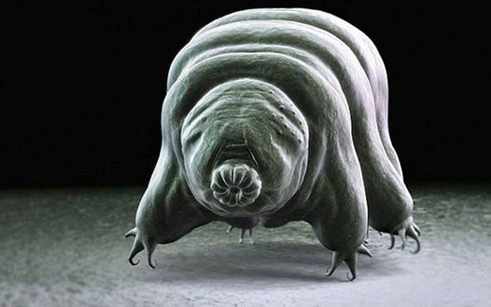 αρκούδες-του-νερού-οι-τελευταίοι-επ-2200082