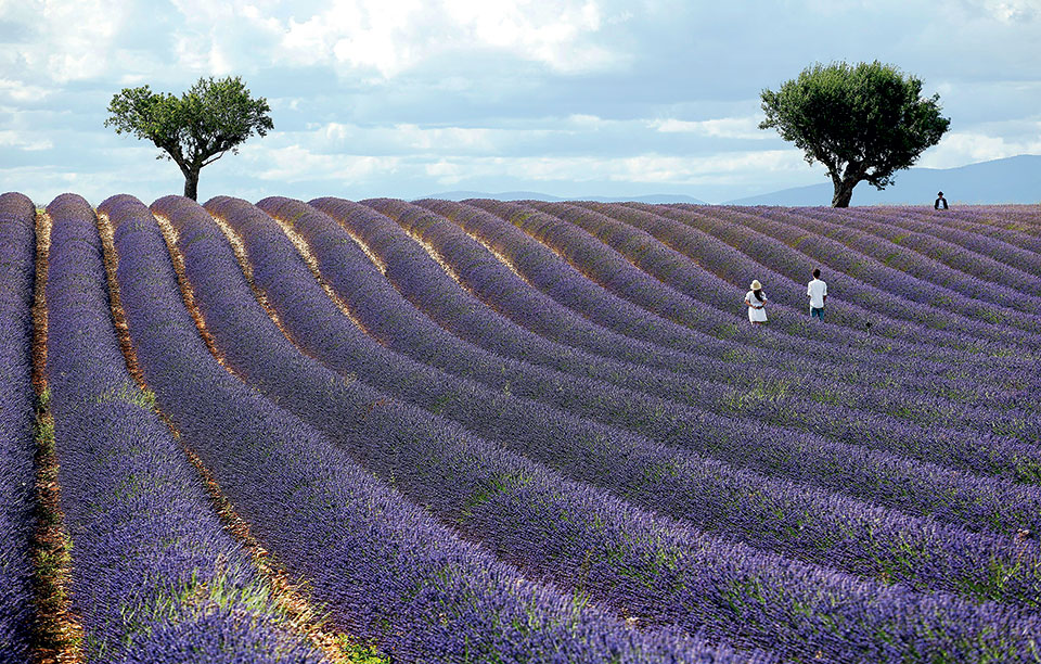 τα-χωράφια-με-τον-μπλε-χρυσό-2198737