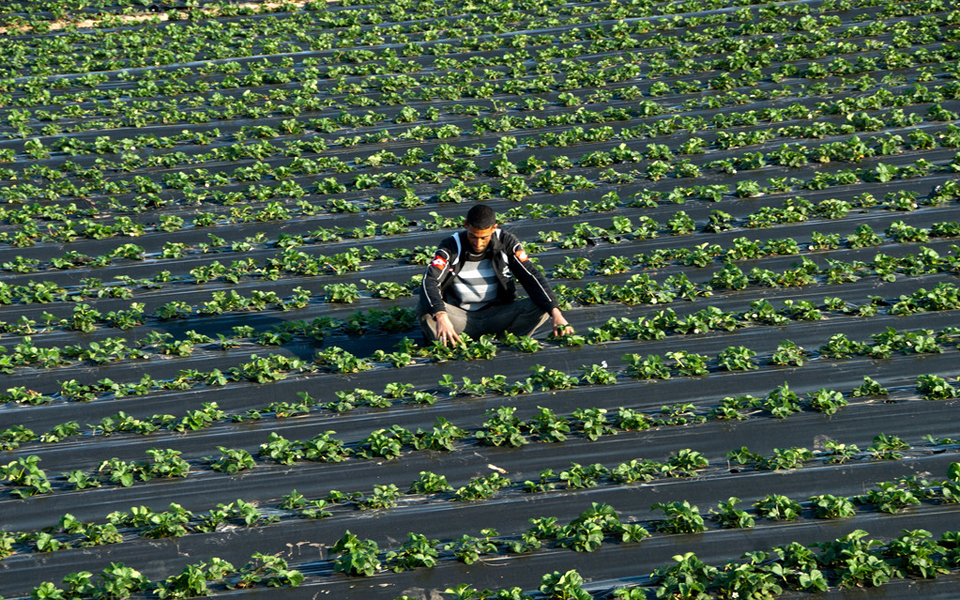 η-ντροπή-της-μανωλάδας-συνεχίζεται-2199871