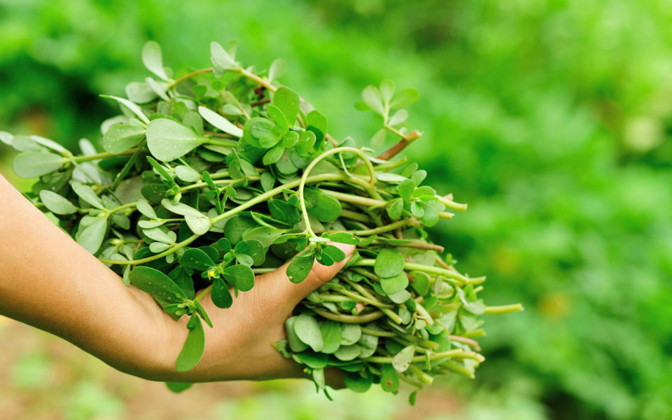 γλιστρίδα-ή-άλλως-αντράκλα-2200768