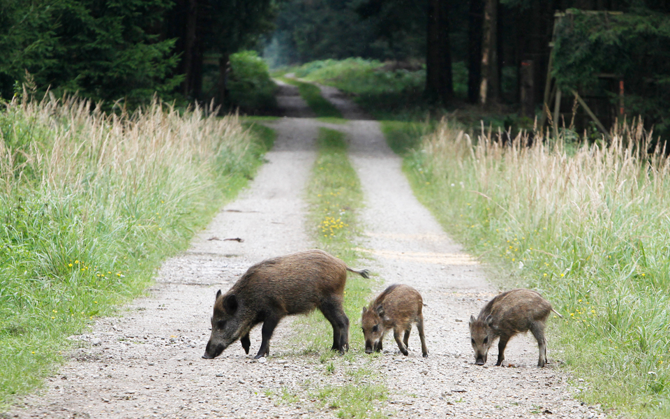 στο-στόχαστρο-των-κυνηγών-οι-αγριόχοι-2202877