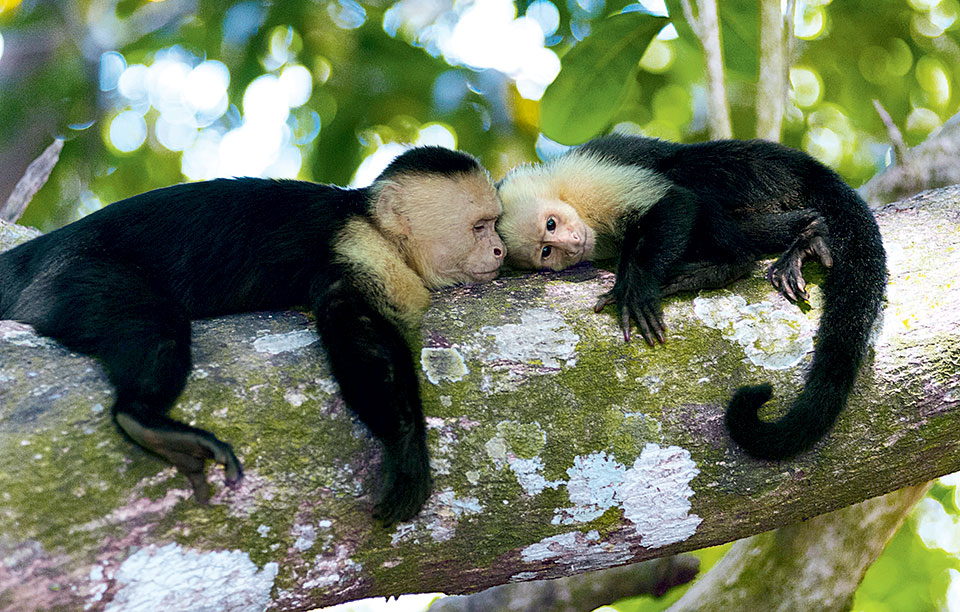 πλουτίζοντας-στην-κόστα-ρίκα-2203549