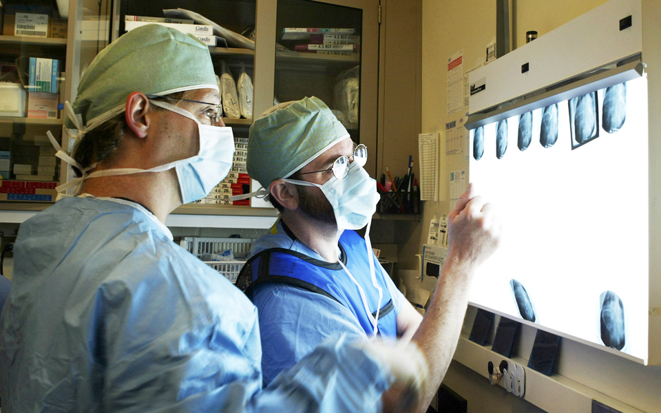 οργανα-από-χοίρους-σε-ανθρώπους-2204675