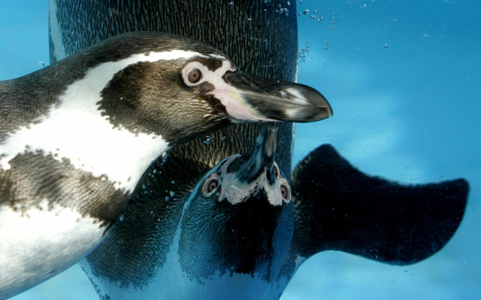 οι-πιγκουίνοι-νίκησαν-επένδυση-ενό-2205987