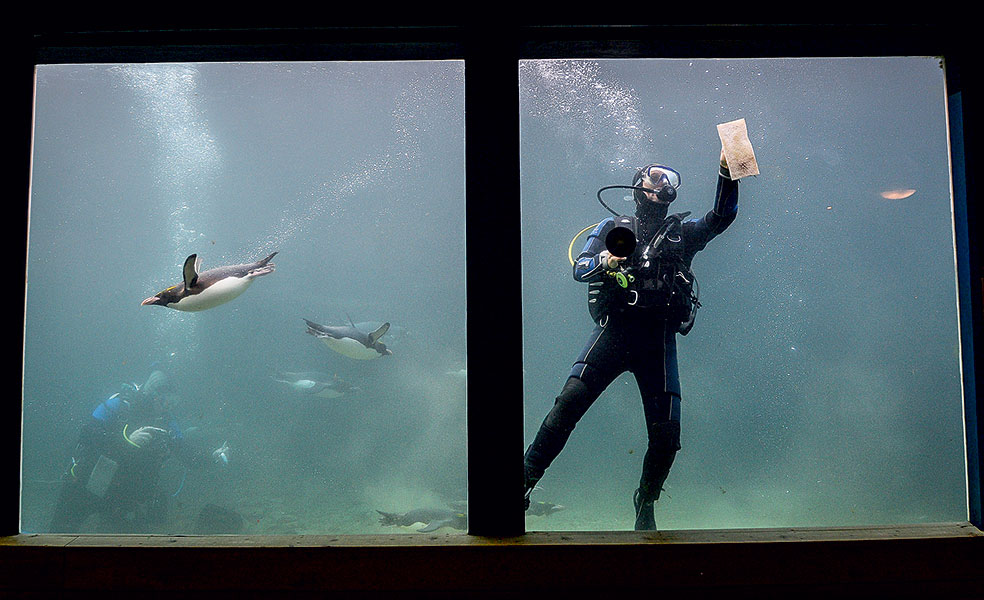 εθελοντική-φασίνα-2203326