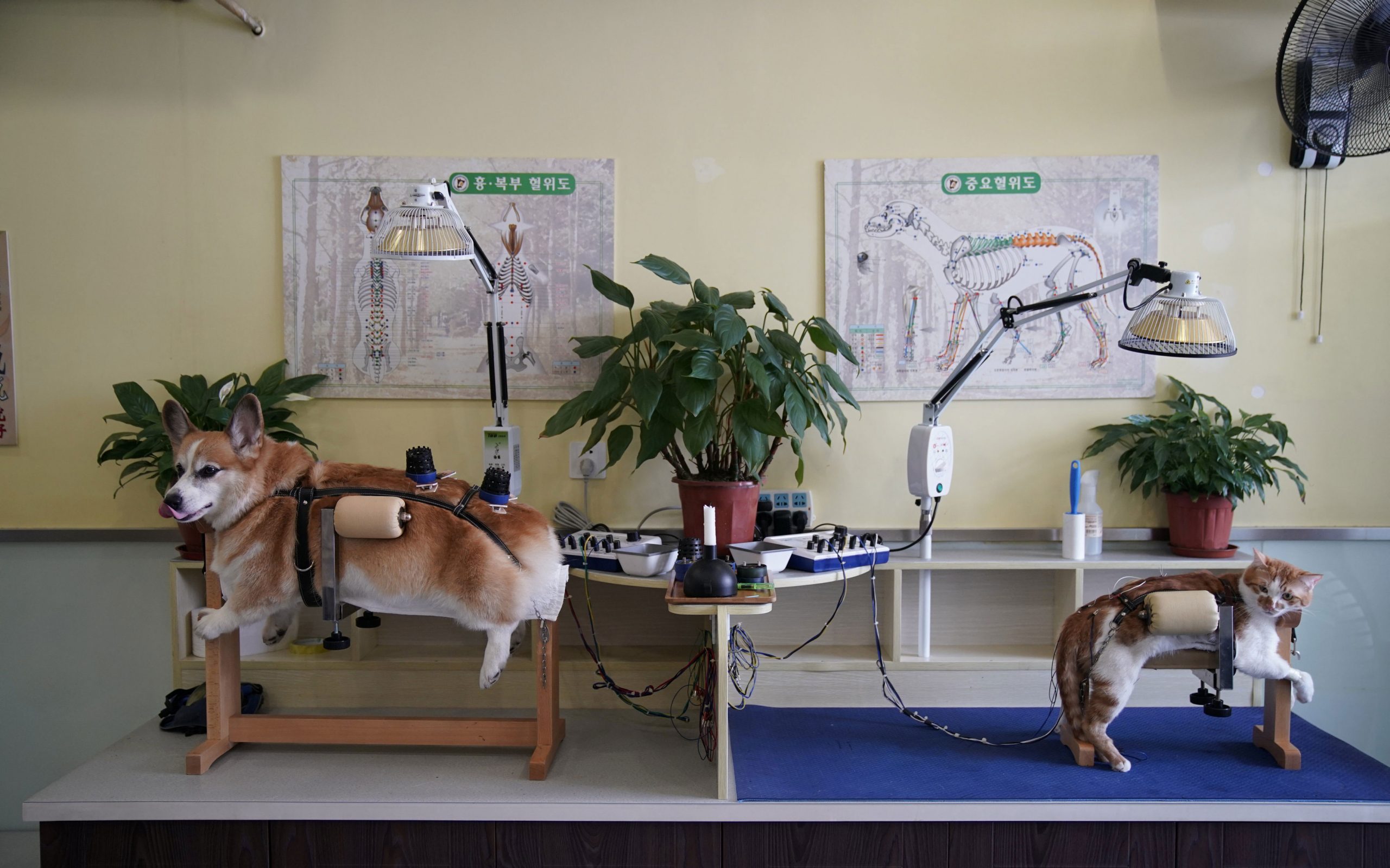 κίνα-βελονισμός-για-κατοικίδια-2205753