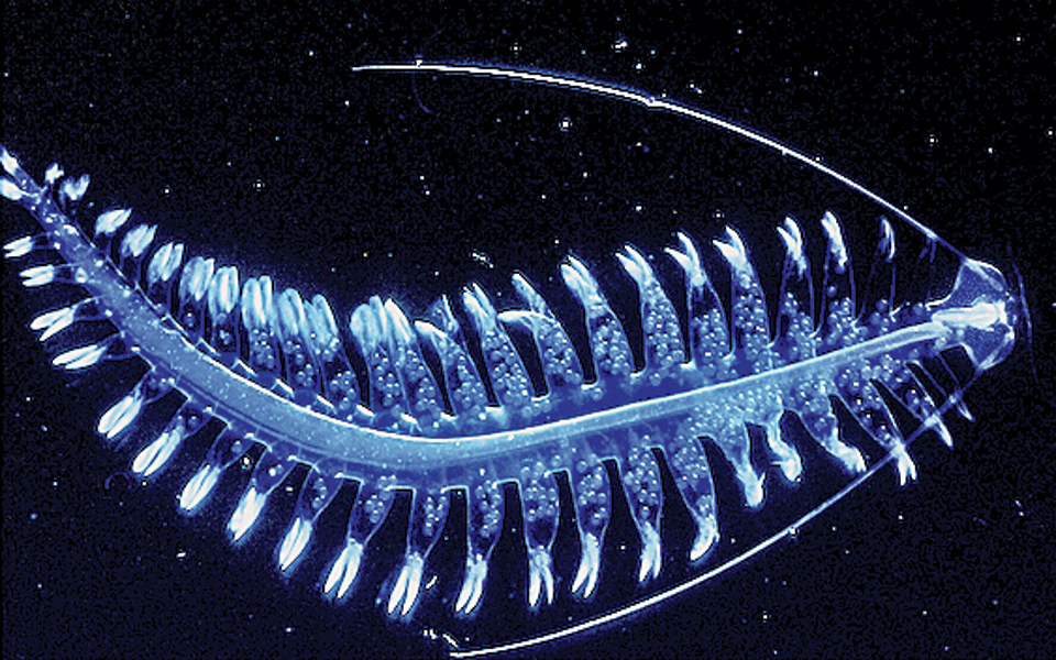 φως-στα-μεγάλα-θαλάσσια-βάθη-2205988