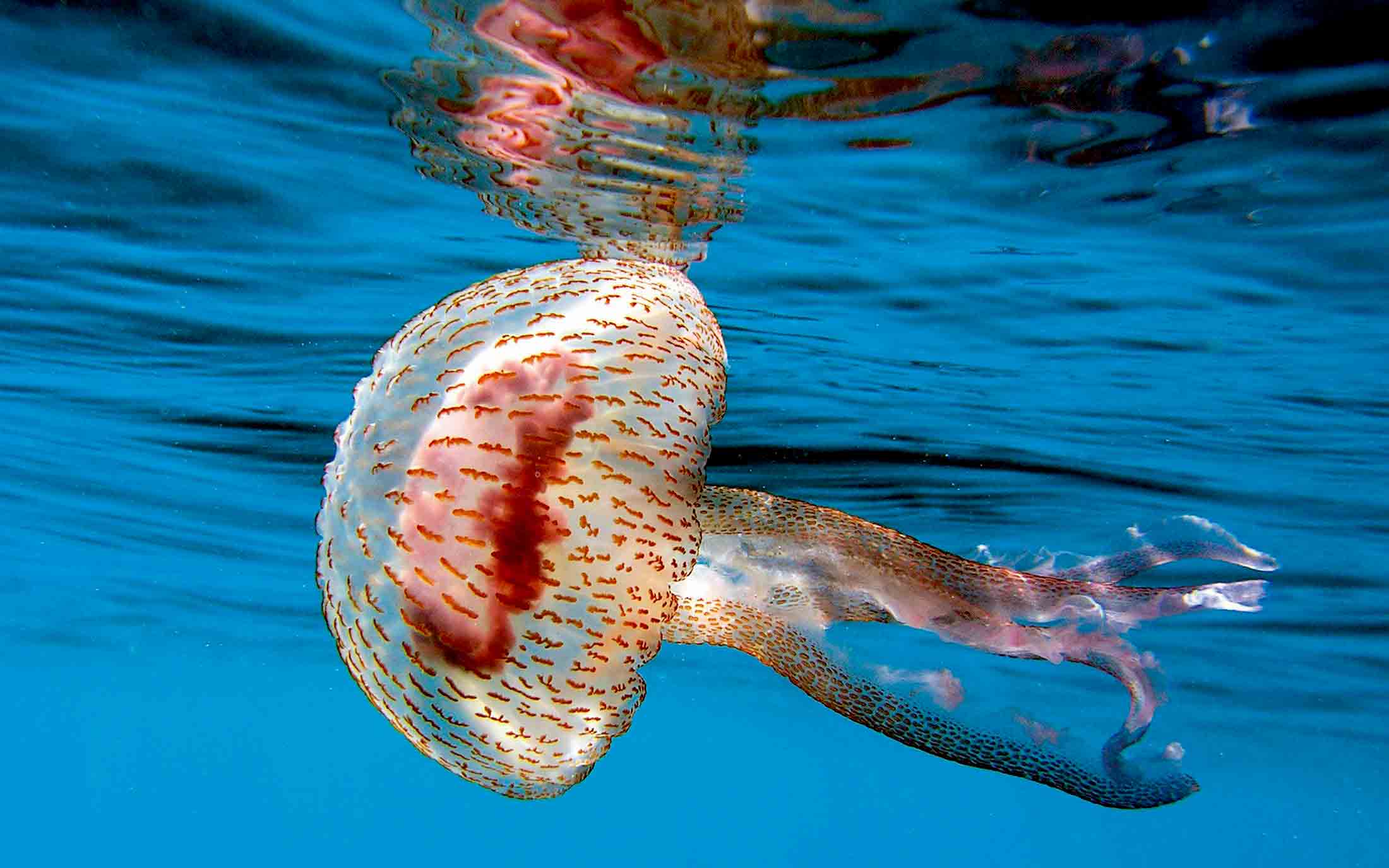 οι-λόγοι-πίσω-από-τον-πολλαπλασιασμό-τ-2203004