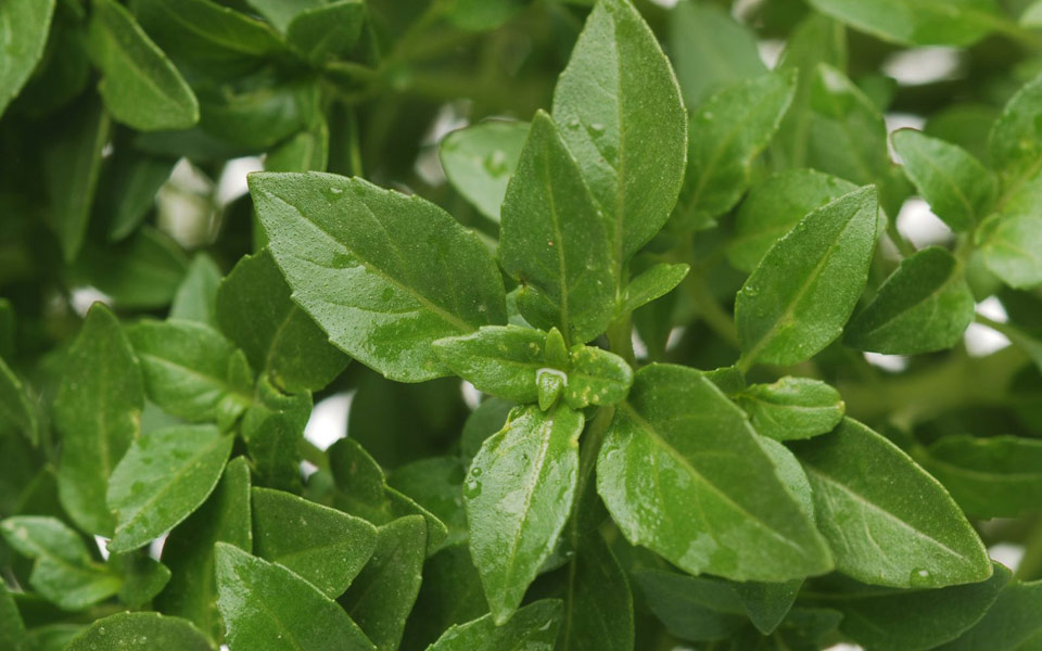 βασιλικός-ο-μέγας-2204331