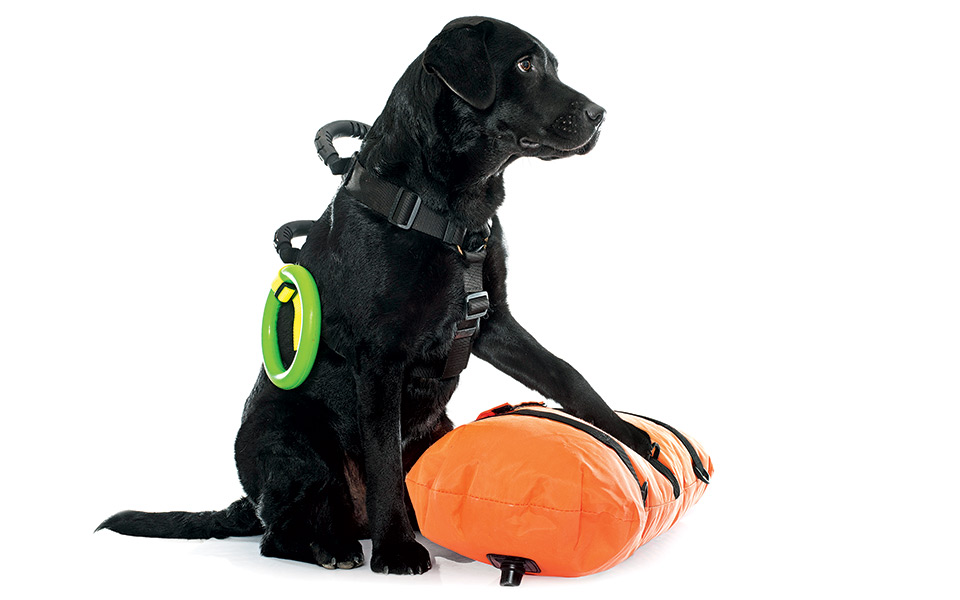 και-τώρα-σκυλιά-ναυαγοσώστες-2206559