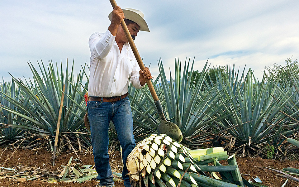 όταν-η-γαλάζια-αγαύη-σού-δίνει-την-καρδ-2206557