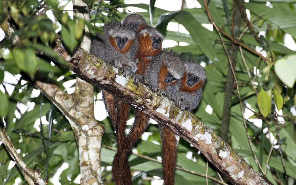 ανακάλυψη-381-νέων-ειδών-στην-αμαζονία-μ-2207207