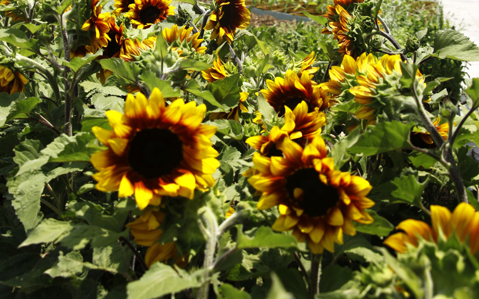 ηλίανθοι-κατά-βαρέων-μετάλλων-2207457