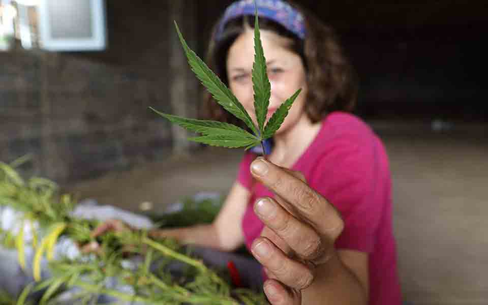 καλλιεργώντας-ήμερη-κάνναβη-στην-αρκ-2210764